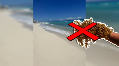 Estas son las playas sin sargazo en Quintana Roo HOY 13 de octubre de 2025_ De Holbox, Cancún, Tulum a Xcalak.jpg