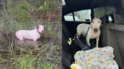 Policías rescatan a perro abandonado en Florida ante la llegada de Milton
