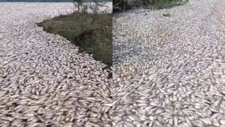 Crisis ambiental en el río Pánuco: Graban a cientos de peces muertos en la frontera entre Veracruz y Tamaulipas