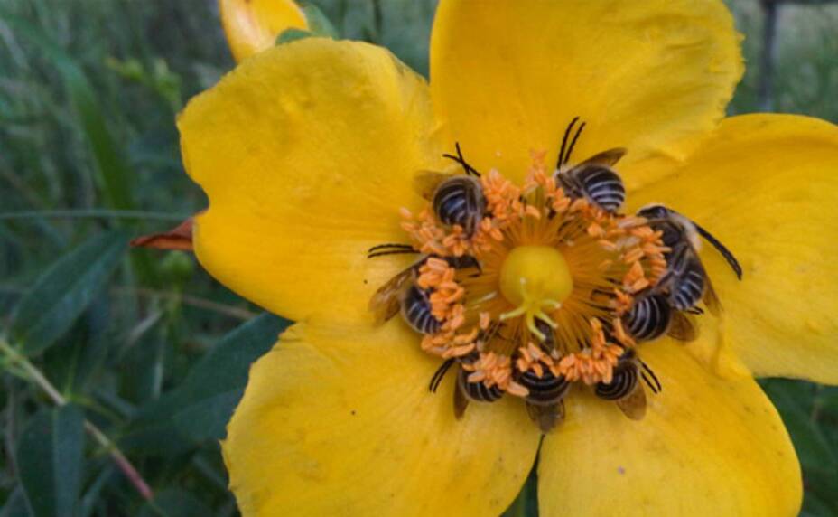 El aguacate y la fresa dependen de las abejas