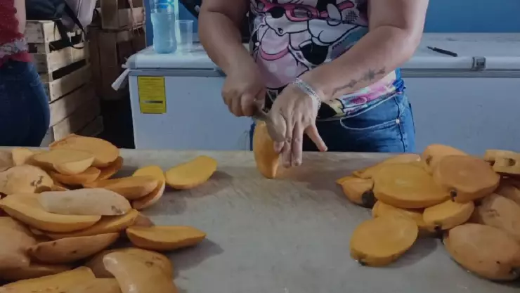 VIDEO_ La temporada de mango se hace más presente que nunca en Yucatán