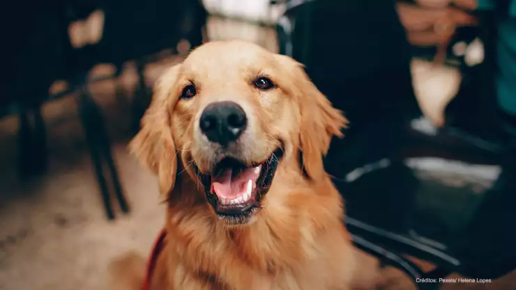 tips acudir veterinario cuarentena.jpg