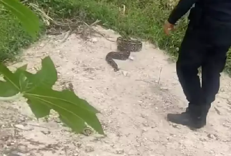 FOTOS_ LIBERAN a una enorme serpiente hallada en Progreso