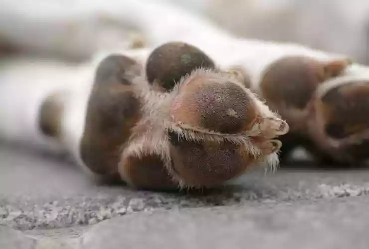 Reportan nuevo caso de presunta CRUELDAD ANIMAL en Yucatán; apareció la piel de lo que parece ser un perro