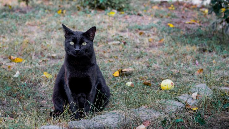 Gatos negros prohibidos en México: esta es la razón