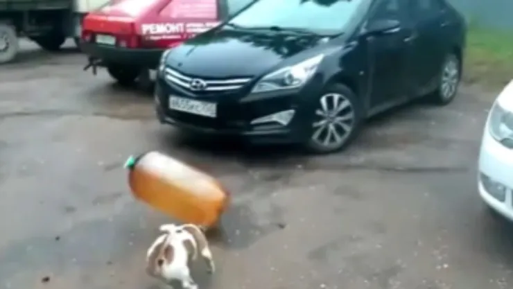 Perro juega con un bidón de cerveza y provoca una explosión