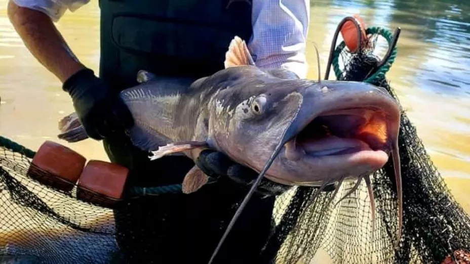 Peces_Gobierno del Estado de México.jpg