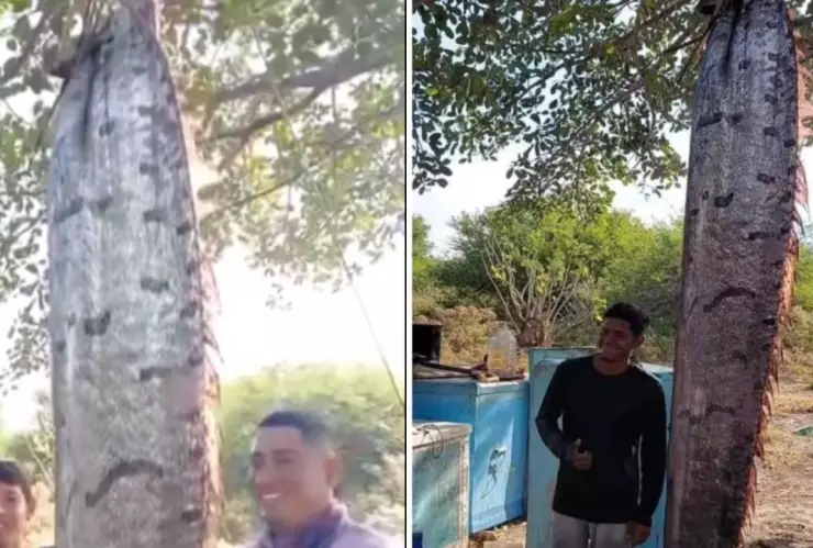 Capturan pez remo en chiapas