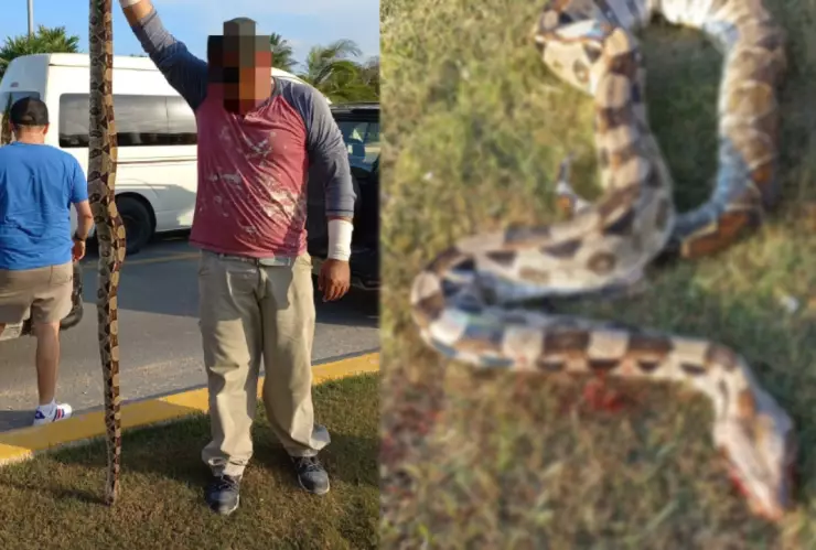 Aplastan a serpiente en carretera de Playa del Carmen ¡Casi se salva!