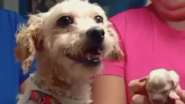 Cerecito: el único perrito que resistió tras tragedia en Iztapalapa