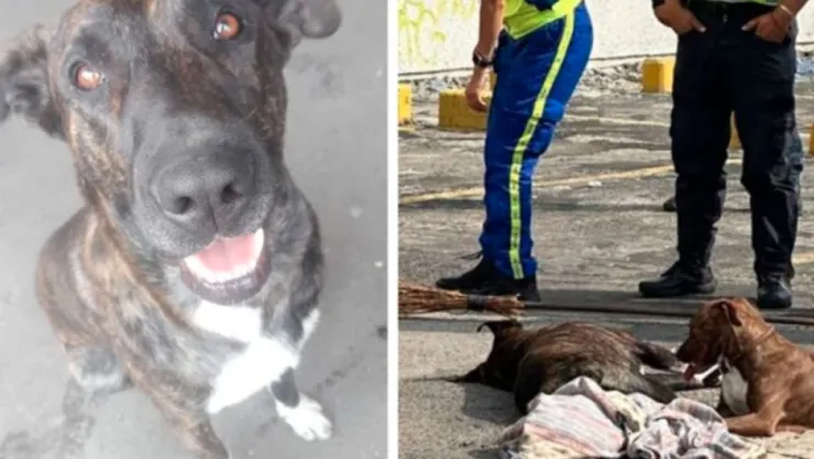 VIDEO Hombre disparó a perro que defendió a su dueño en CDMX