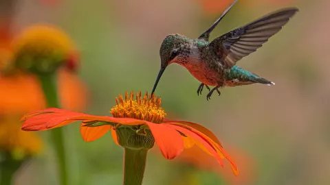 visita colibri significado