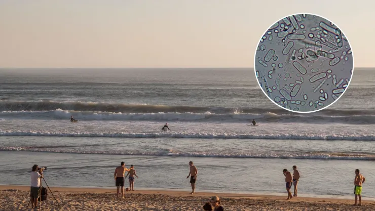 Alertan por bacteria devoradora de carne en playas de Estados Unidos: reportan cinco muertes