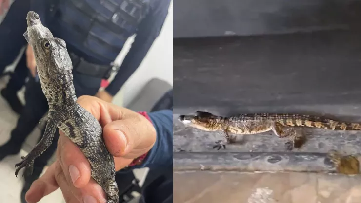 Recatan a cocodrilos bebés en Metro CDMX! Fueron encontrados en Línea B y Línea 3