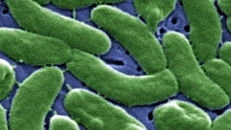 ¿Qué es la bacteria ‘come carne’ Vibrio vulnificus? Estudio en agua de Long Island alerta: puede matarte en 48 horas