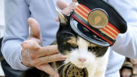 Nitama y Yontama: los nuevos gatos jefes que toman el mando en la estación Kishi de Japón