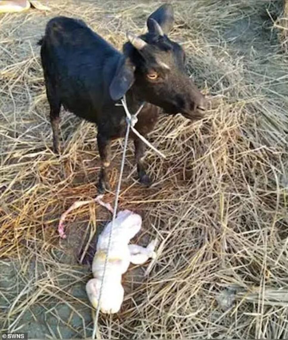 cabra rostro humano cria