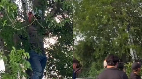 Un migrante en San Antonio intentó no ser detenido por ICE al trepar un árbol