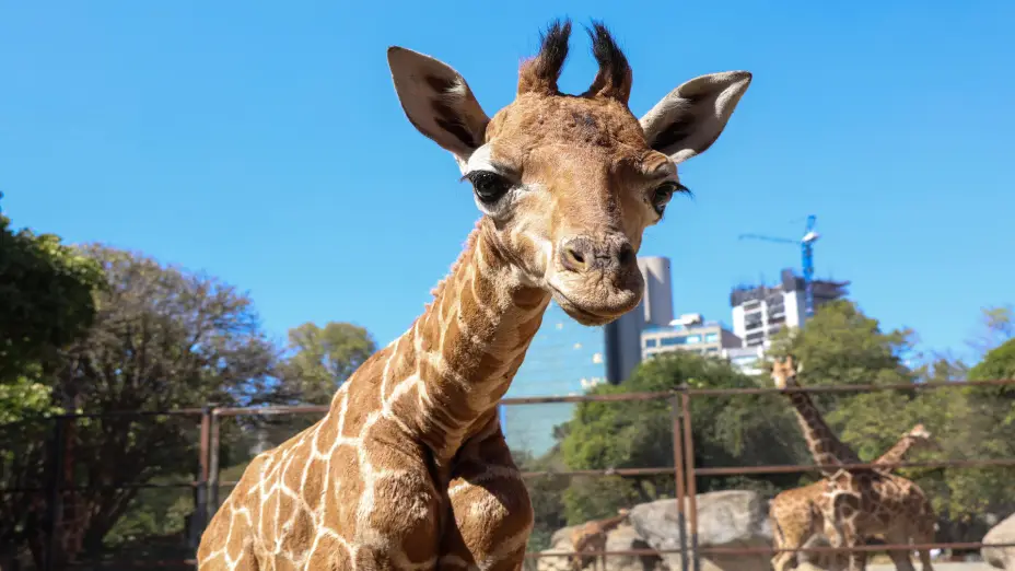 Invita Sedema a poner nombre a jirafa nacida en en el Zoológico de Chapultepec.jpg