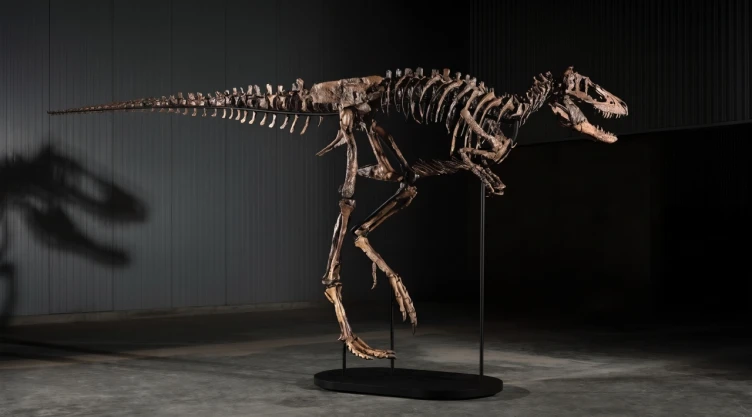 Fósil de dinosaurio Nanotyrannus llamado Jodi montado de perfil sobre una base negra en una sala de exhibición.