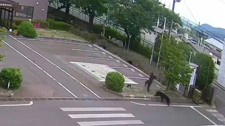 Oso ataca a un empleado frente a una oficina en Japón
