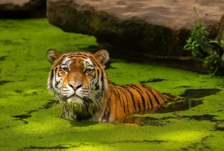 ANIMALES EN EXTINCIÓN