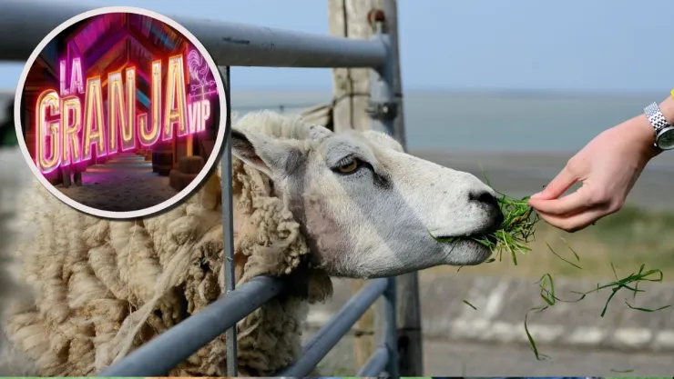 6 animalitos de La Granja VIP que podrían flechar a las celebridades.