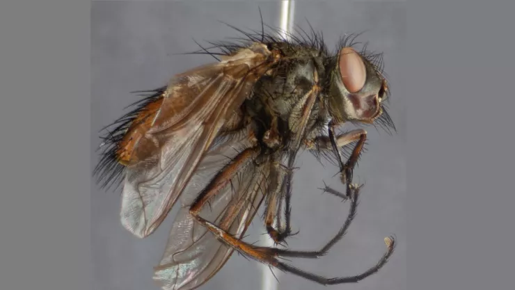Descubren nueva especie de mosca