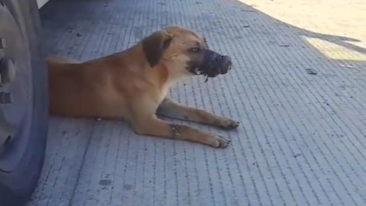 ¡INDIGNANTE! Hallan a perrita con el hocico y patas encintadas en Umán; denuncian maltrato animal