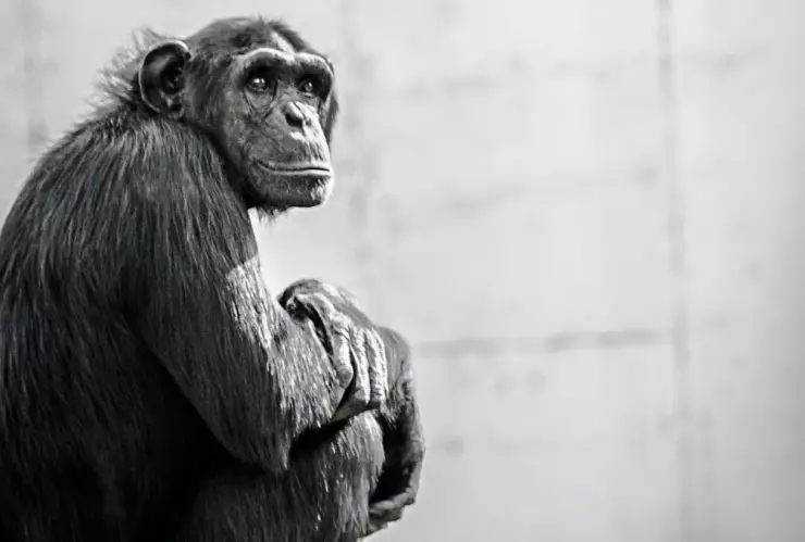 Lepra, chimpancés b.jpg