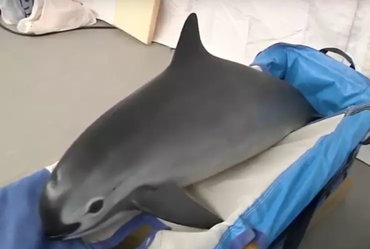Vaquita marina: Son endémicas del Alto Golfo de California y la principal amenaza es la pesca del pez totoaba, el cual se vende en el mercado asiático por supuestas propiedades medicinales.