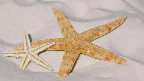 Estrellas de mar