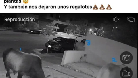 Toros invaden casa en Fraccionamiento Las Américas
