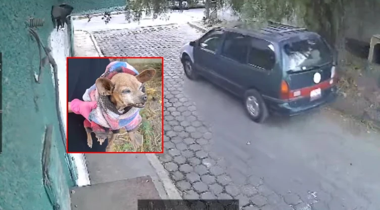 Graban a perrita Chihuahua siendo abandonada en Coacalco