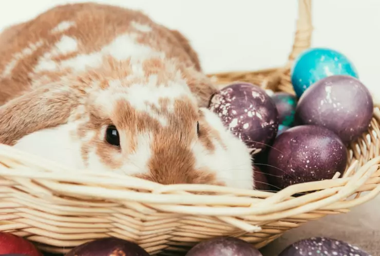 conejo de pascua