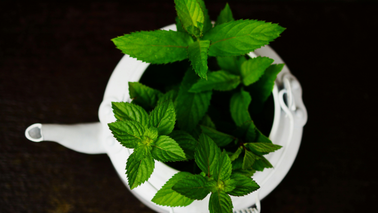 MENTA_PEXELS_PIXABAY