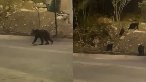 osos familia Monterrey.jpg