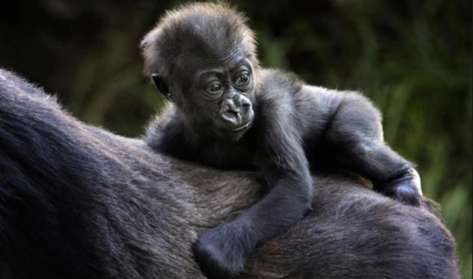 Un investigador independiente halló que la instalación es anticuada y peligrosa.