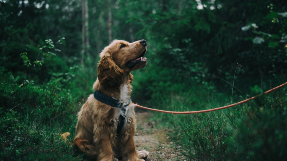 labrador