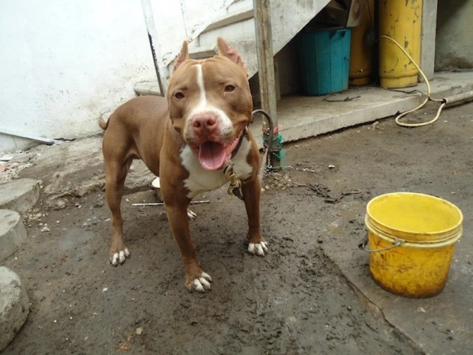 El menor fue atacado cuando caminaba junto a su madre