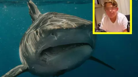 Nieto de Lupita D’alessio es mordido por tiburón en Tulum.