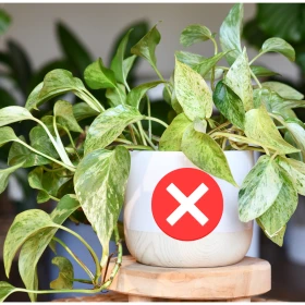 Plantas de interior
