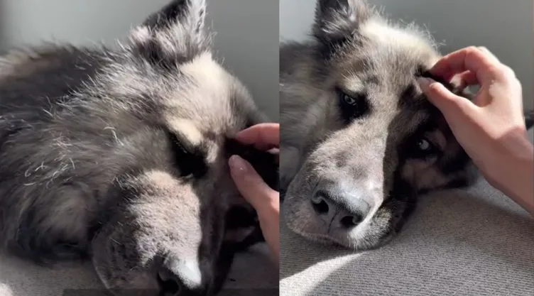 Eclipse, el perro que quedó solo tras la deportación de sus dueños en Arizona y fue adoptado