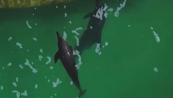 Delfines abandonados