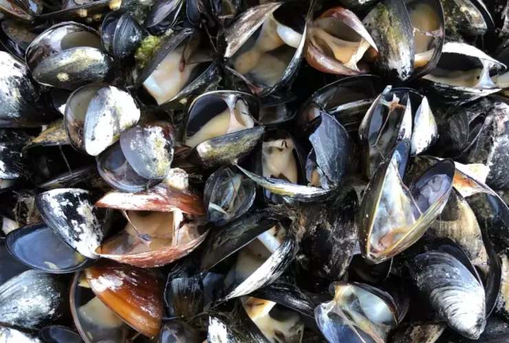 ola de calor Canadá mejillones.jpg