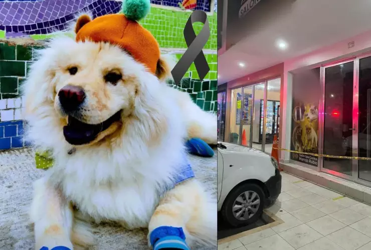 justicia para garfio perrito supuestamente victima maltrato animal