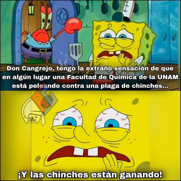 Memes plaga de chinches en la UNAM