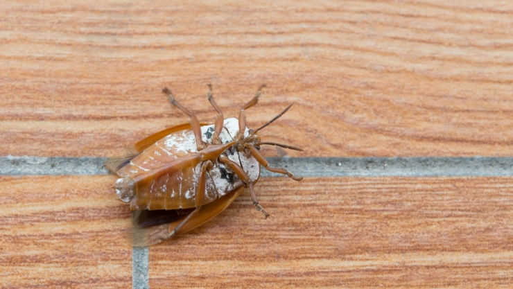 La ciencia revela cuál es el producto del hogar que elimina las chinches para siempre