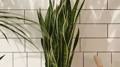 Sansevieria