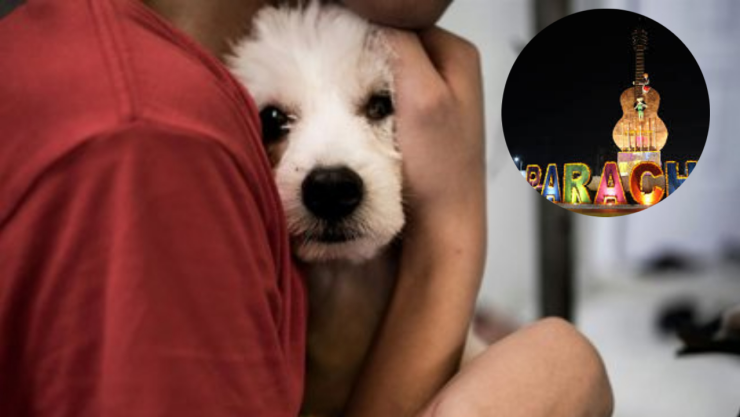 perritos envenenados en Paracho Michoacán